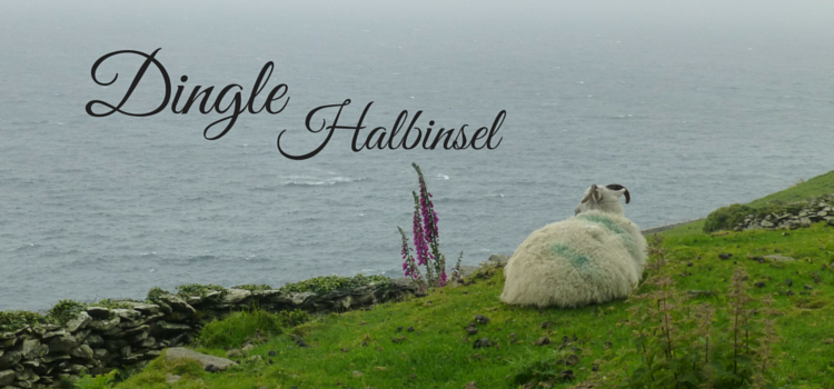 Dingle Irland Schaf
