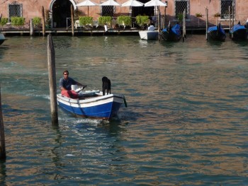 Venedig Hund auf Boot