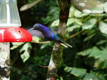 Kolibri Costa Rica